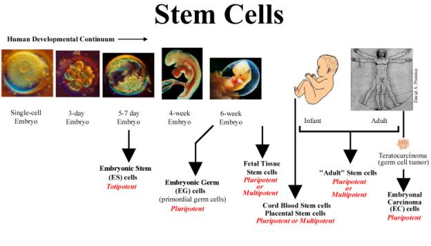 Sources of Stem Cells and their Potentials