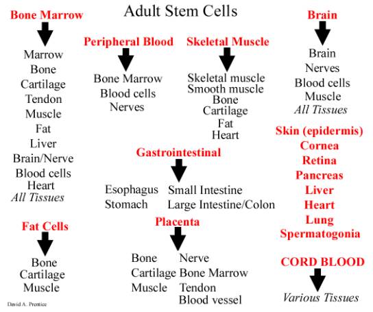 Post-Natal (non-embryonic) Stem Cells and their Known or Possible Derivatives
