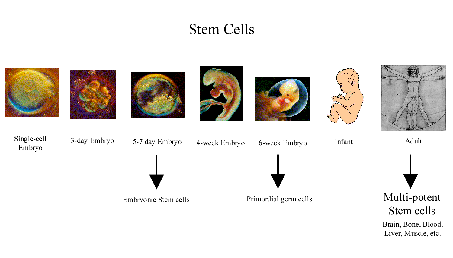 Stem Cells